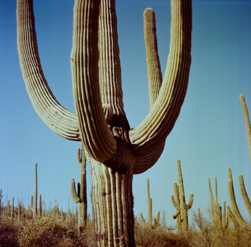 Saguaro 2