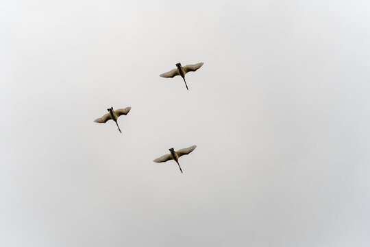 Trumpeter Swans Flying Overhead