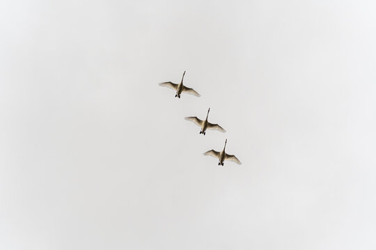Trumpeter Swans Soaring Overhead