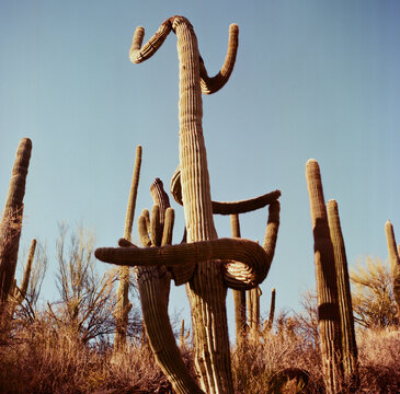 Saguaro with bent branches