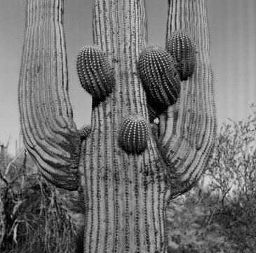 Saguaro with round branches