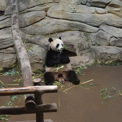 Fototapeta premium Panda géant, Bamboo Bear (Ailuropoda melanoleuca) assis se nourrissant en captivité.