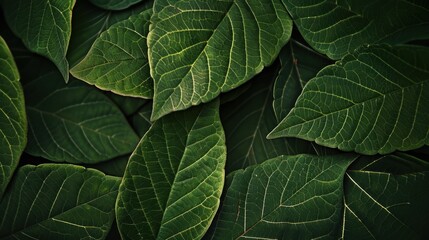 Fototapeta premium Green Leaves Background with Detailed Veins and Natural Texture