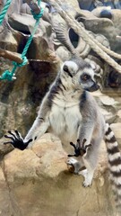 Fototapeta premium The lemur leaned its paws on the glass, turning away from the screen 