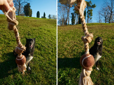 Duo photo of dog next to her toy