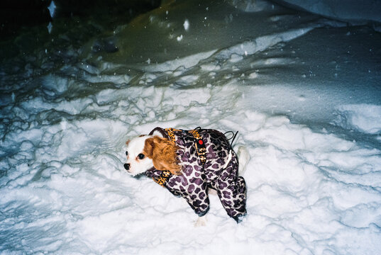 Candid Winter Moment with a Small Dog