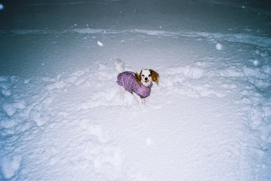 cavalier king charles spaniel puppy stands in a snowdrift 