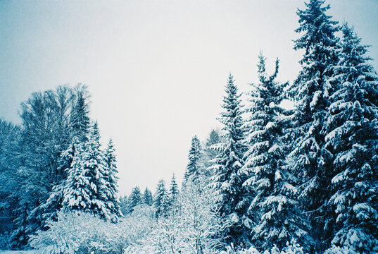 Snowy Winter Forest Landscape with Frosted Evergreen Trees