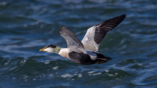 A photo of a male eider duck in flight at Burghead Harbour, capturing the serene beauty of this coastal bird.