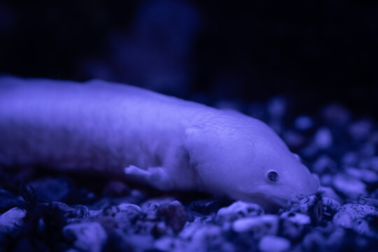 Valka, Latvia - March 02, 2026: Albino axolotl swimming on the substrate of an aquarium with pebbles and aquatic plants in a dark blue-lit environment