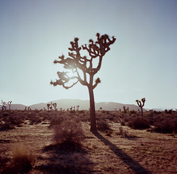 Joshua trees 1