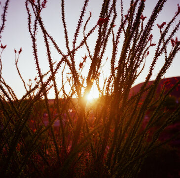 Ocotillo plant with backlight