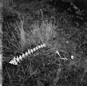Spine