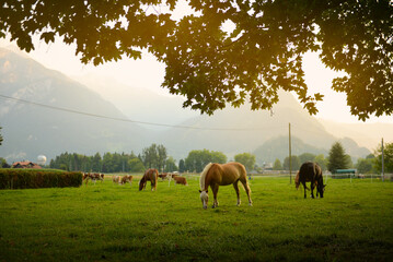Beautiful horse in the freedom in Alps © Natalia