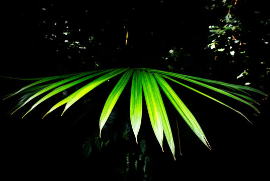 Bright Green Palm Leaf Stands out in Dark Forest Background