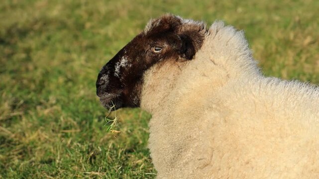 Sheep: side profile closeup of ewe in field on farmland in rural Ireland