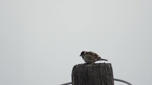 Sparrow bird standing on wooden post against blue sky