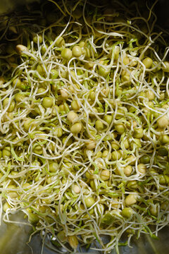 Growing Green Peas Sprouts 