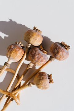 Dried Opium Poppy Seed Pods Arranged on a Light Surface