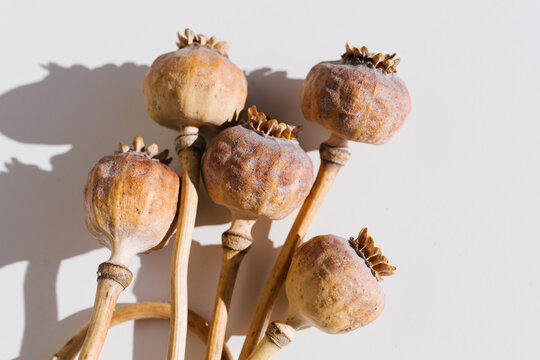 Dried Opium Poppy Seed Heads on a White Background in Natural Light