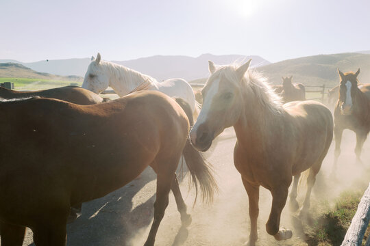 Horses running