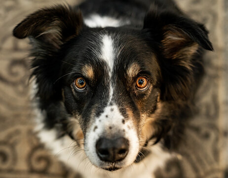 Close up portrait of black and white border collie dog
