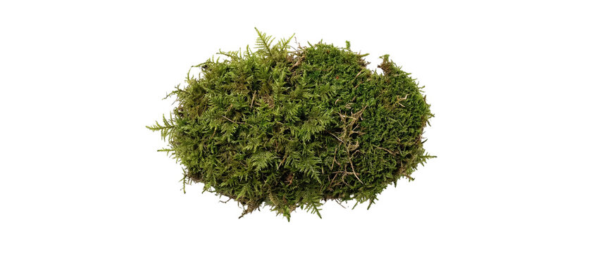 Lush green forest moss patch texture on a transparent background