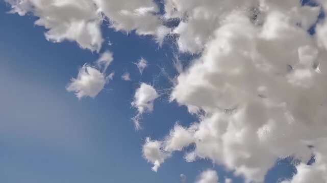 Fluffy white cloud tufts drift across a bright blue sky, their soft edges breaking into wisps as a light breeze pulls them apart, sunlight revealing delicate textures against the open air.