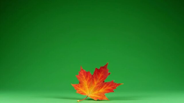 Vibrant red maple leaf in bright studio lighting on green screen background for autumn design