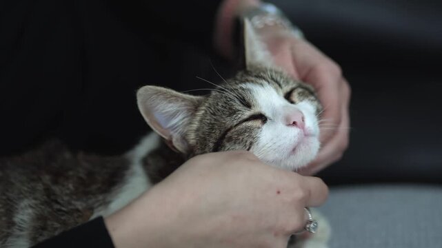 Woman caresses her aegean cat while watching TV on the sofa