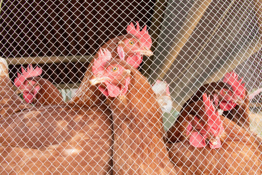 Chickens in a Farm Enclosure During Daytime