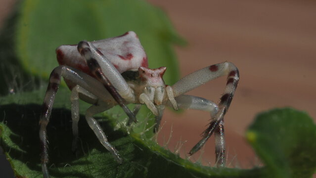 Detailed macro photograph of a crab spider resting on green plant foliage. Strong texture and shallow depth of field isolate the arachnid subject. Suitable for wildlife, entomology, biodiversity and p