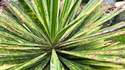 Fototapeta premium Close Up of Plant Leaves Infected with Fungal Spots and Pests