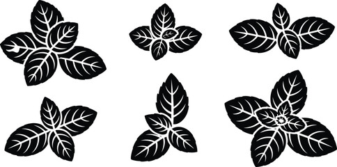 Basil and mint leaf silhouette collection, fresh herbal botanical icons, organic spicy kitchen herbs vector set, green foliage. © Safiqul