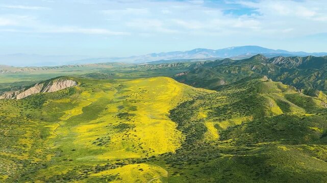 An aerial view of a dense wildflower carpet of yellow-gold California Goldfields blooming on a hill bordering California's Carrizo Plain in the spring of 2026.