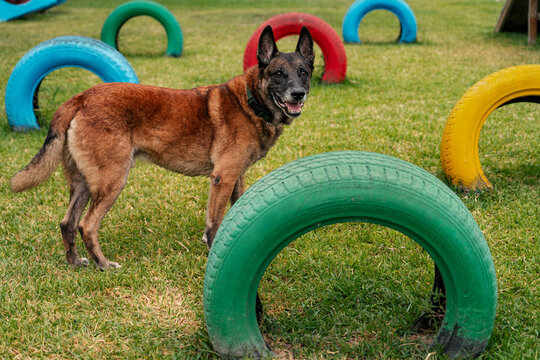 Happy belgian shepherd in Colorful dog Park 