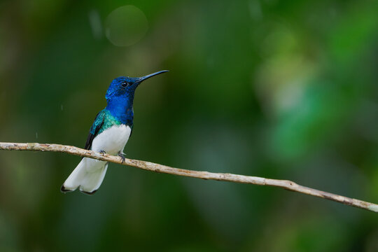 White-necked Jacobin Hummingbird Bird Wildlife
