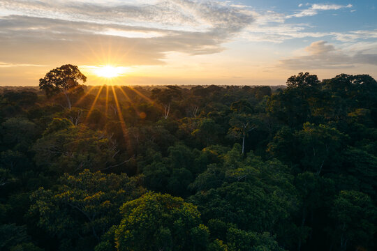 Sun shinning during sunset in the Amazon rainforest
