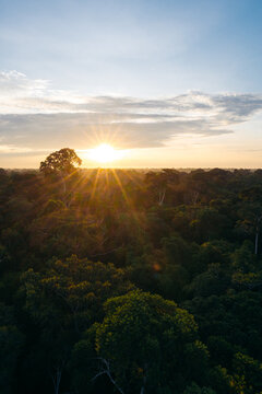 Sun shinning during sunset in the Amazon rainforest