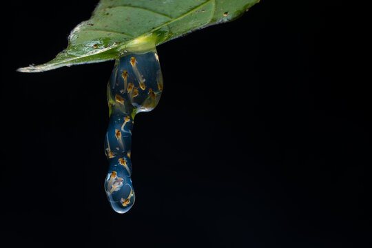 Frog tadpoles
