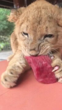 Young lion cub lying on the ground and biting a peice of beaf  in nature wildlife setting