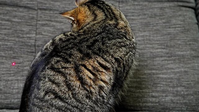 Adorable striped cat sitting on sofa and playing with red laser dot at home. Funny pet behavior indoors, cozy lifestyle, domestic animal activity, playful moment