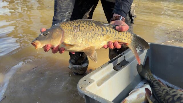 Man releasing a mirror carp Cyprinus carpio into a lake, illustrating fish stocking actions by angling associations to support recreational fishing populations and freshwater management