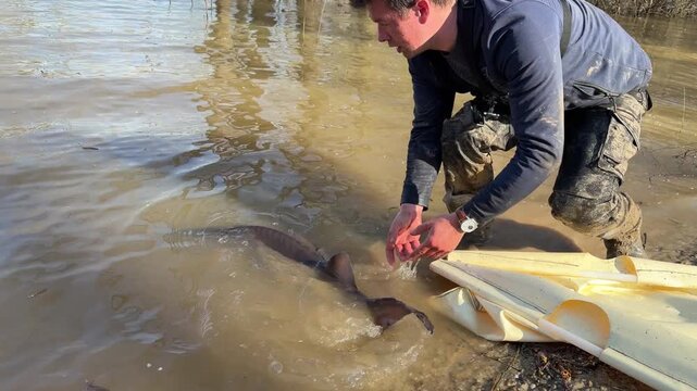 Fisherman releasing a sturgeon back into muddy lake water, illustrating catch and release fishing practice and conservation minded angling behavior