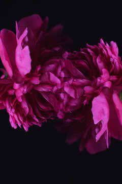 double peonies