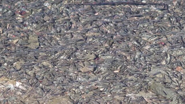 Fish school in shallow river water in draught season