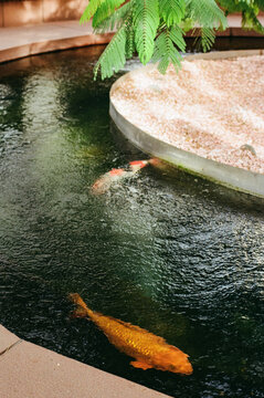 Goldfish