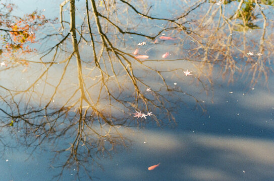 Goldfish