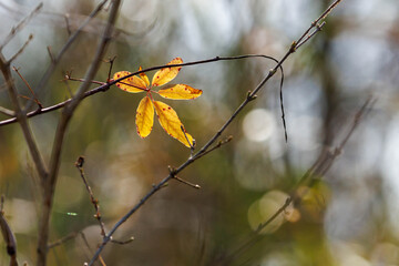 寒い冬を越して枝に残った木漏れ日で輝く葉