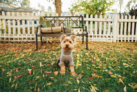 A Dog Wearing a Sweater Sits on Grass With Leaves 